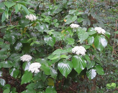 Viburnum japonicum, photographed by Marco Mussita