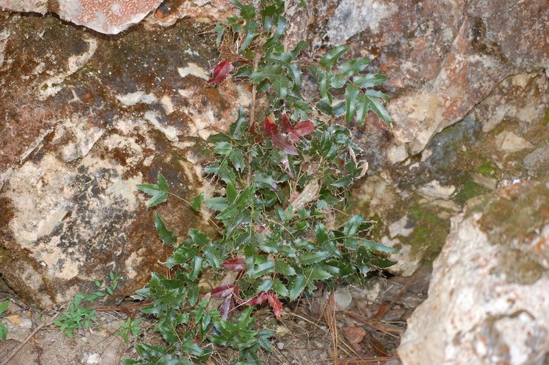 Berberis volcania, photographed by Neptalí Ramírez Marcial