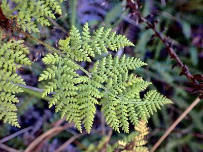 Hypolepis millefolium, photographed by Mike Bowie