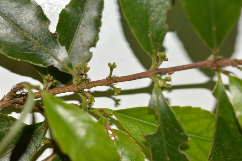 Gyminda tonduzii, photographed by Neptalí Ramírez Marcial