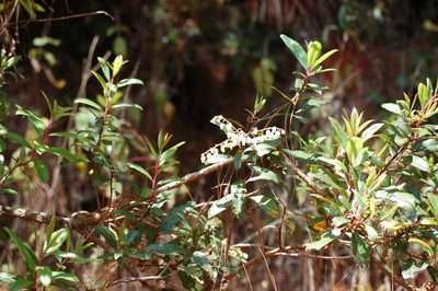 Comarostaphylis discolor, photographed by Neptalí Ramírez Marcial