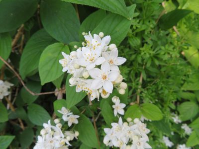 Deutzia scabra, photographed by Marco Mussita