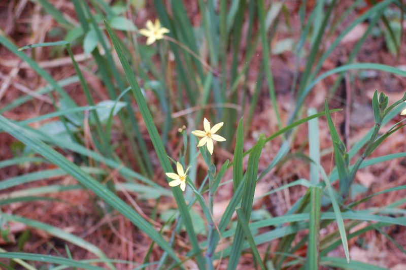 Sisyrinchium angustissimum, photographed by Neptalí Ramírez Marcial