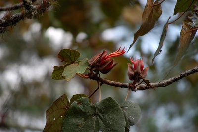 Chiranthodendron pentadactylon, photographed by Neptalí Ramírez Marcial