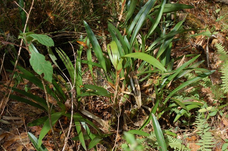 Maxillaria hagsateriana, photographed by Neptalí Ramírez Marcial