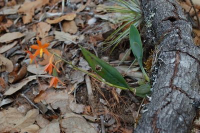 Prosthechea vitellina, photographed by Neptalí Ramírez Marcial