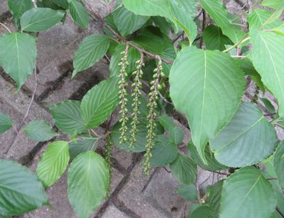 Stachyurus praecox, photographed by Marco Mussita