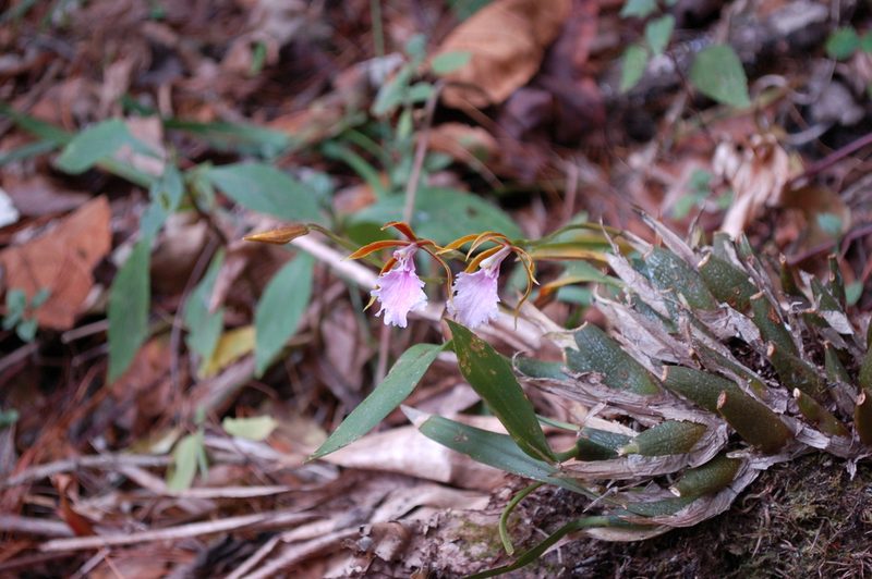 Rhynchostele stellata, photographed by Neptalí Ramírez Marcial