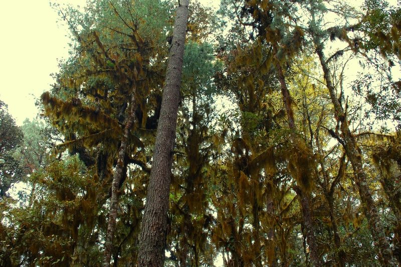 Quercus ocoteifolia, photographed by Neptalí Ramírez Marcial