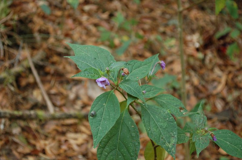 Lycianthes quichensis, photographed by Neptalí Ramírez Marcial