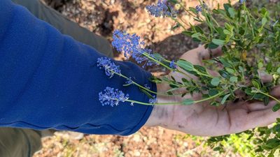 Ceanothus parryi, photographed by Trevor Van Loon