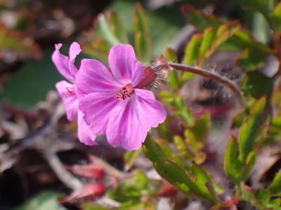 Geranium yeoi, photographed by giantcicada