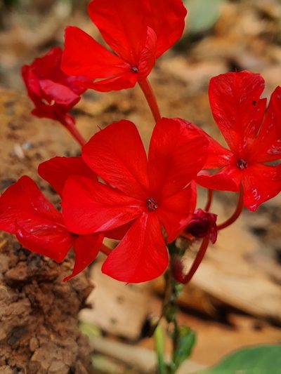 Plumbago indica, photographed by Ameet Mandavia