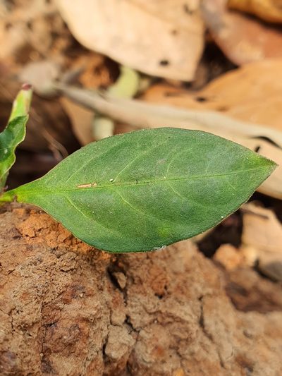 Plumbago indica, photographed by Ameet Mandavia