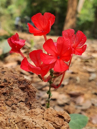 Plumbago indica, photographed by Ameet Mandavia