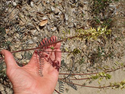 Astragalus trichopodus, photographed by George Williams