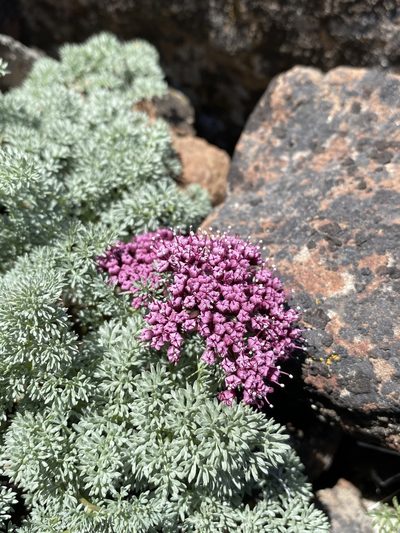 Lomatium minus, photographed by Matt Berger