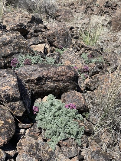 Lomatium minus, photographed by Matt Berger