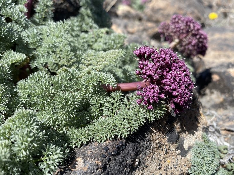 Lomatium minus, photographed by Matt Berger