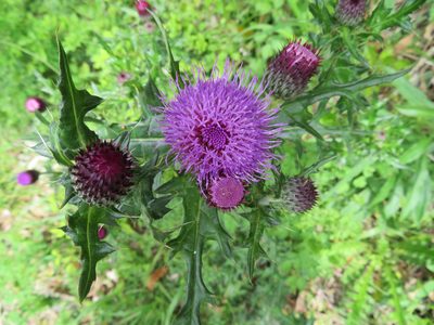 Cirsium japonicum, photographed by Marco Mussita