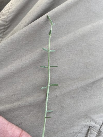 Astragalus conjunctus, photographed by Matt Berger