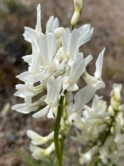 Astragalus reventiformis, photographed by Matt Berger