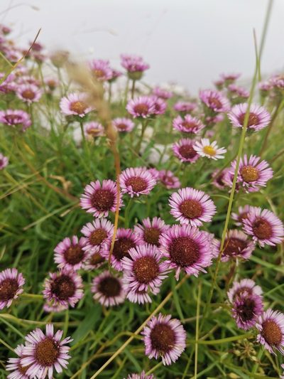 Erigeron acer, photographed by Ljaž