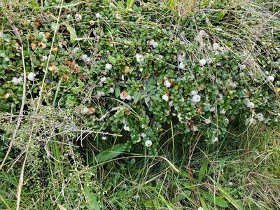 Gaultheria depressa, photographed by rempson