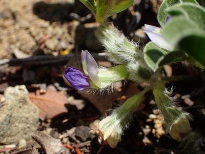 Pediomelum californicum, photographed by George Williams