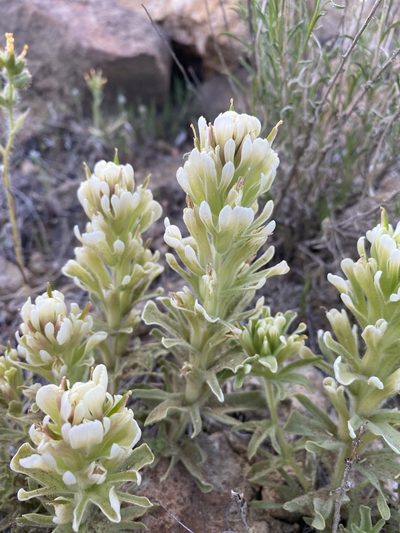 Castilleja xanthotricha, photographed by Matt Berger
