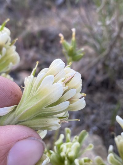 Castilleja xanthotricha, photographed by Matt Berger