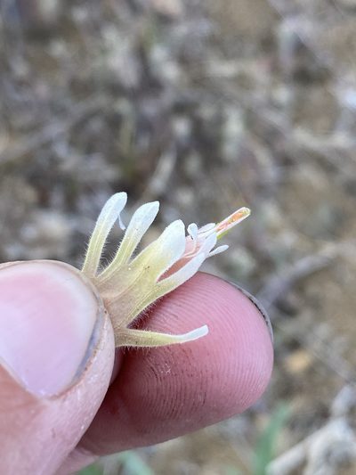 Castilleja xanthotricha, photographed by Matt Berger