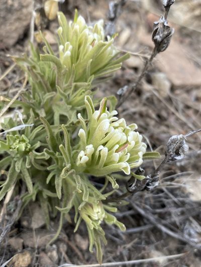 Castilleja xanthotricha, photographed by Matt Berger