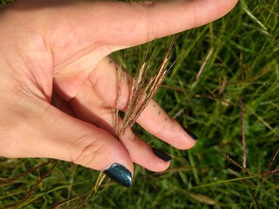 Bothriochloa pertusa, photographed by Kevin Faccenda