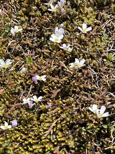 Cardamine pattersonii, photographed by rappman