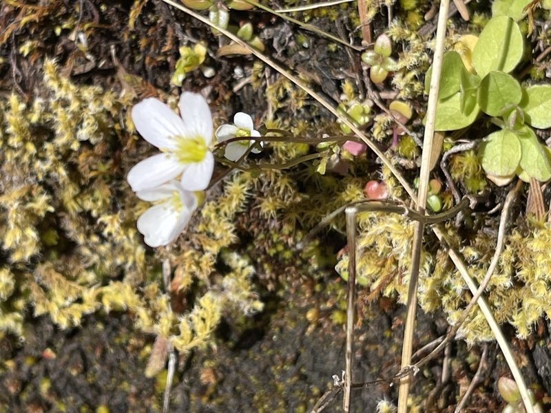 Cardamine pattersonii, photographed by rappman