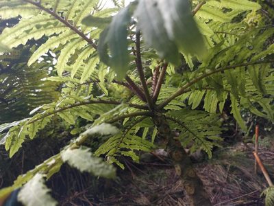 Cyanea grimesiana, photographed by Kevin Faccenda