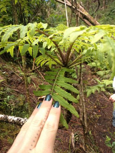 Cyanea grimesiana, photographed by Kevin Faccenda