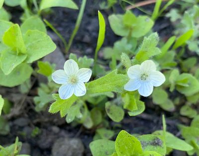 Nemophila pedunculata, photographed by Peter Garber