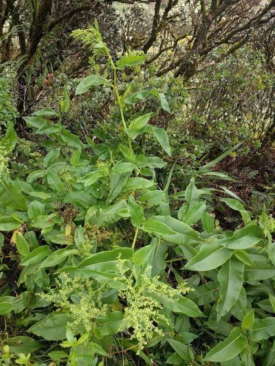 Rumex albescens, photographed by Kevin Faccenda