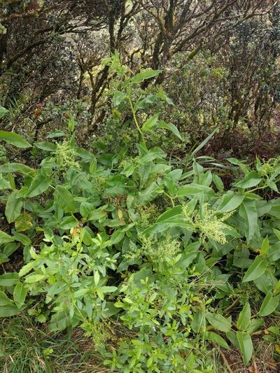 Rumex albescens, photographed by Kevin Faccenda