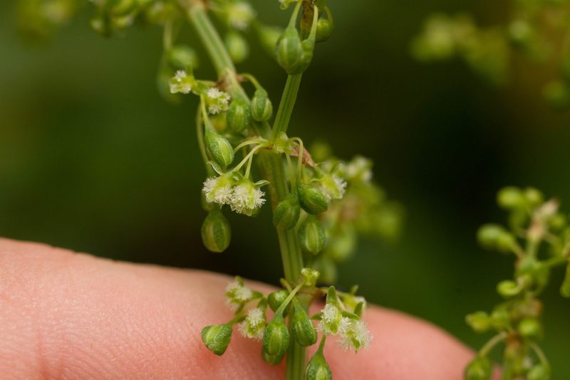 Rumex albescens, photographed by Kevin Faccenda