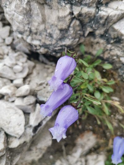 Favratia zoysii, photographed by Ljaž