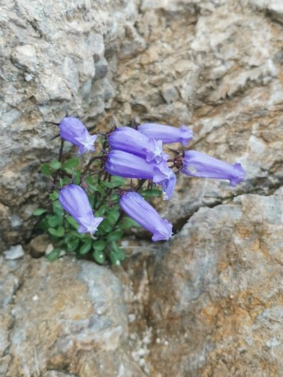 Favratia zoysii, photographed by Ljaž