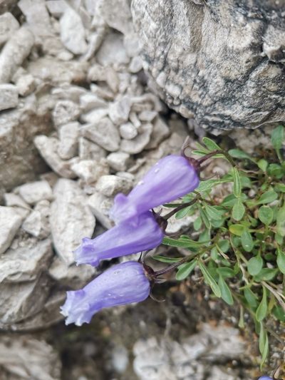 Favratia zoysii, photographed by Ljaž