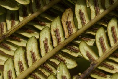 Sadleria cyatheoides, photographed by Kevin Faccenda
