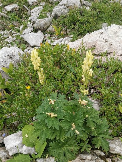 Aconitum lamarckii, photographed by Ljaž