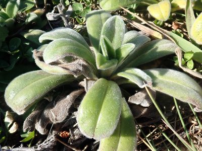 Myosotis rakiura, photographed by Peter de Lange