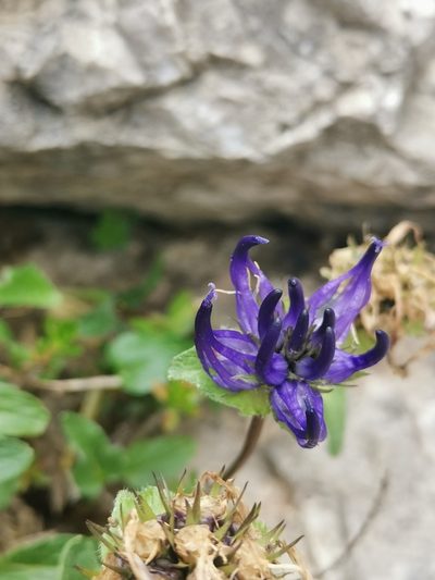 Phyteuma sieberi, photographed by Ljaž