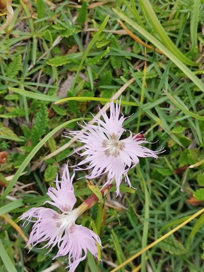 Dianthus sternbergii, photographed by Ljaž